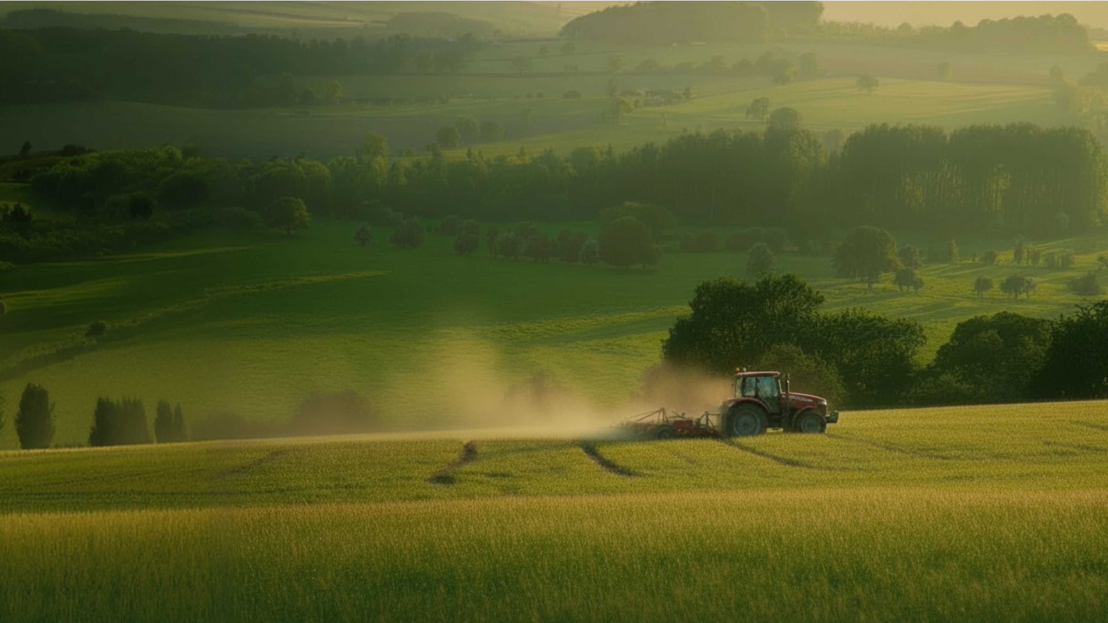 Sunlit green farmland with sheep grazing across rolling fields.